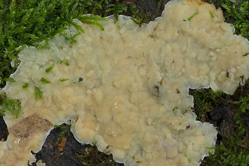 Physisporinus vitreus